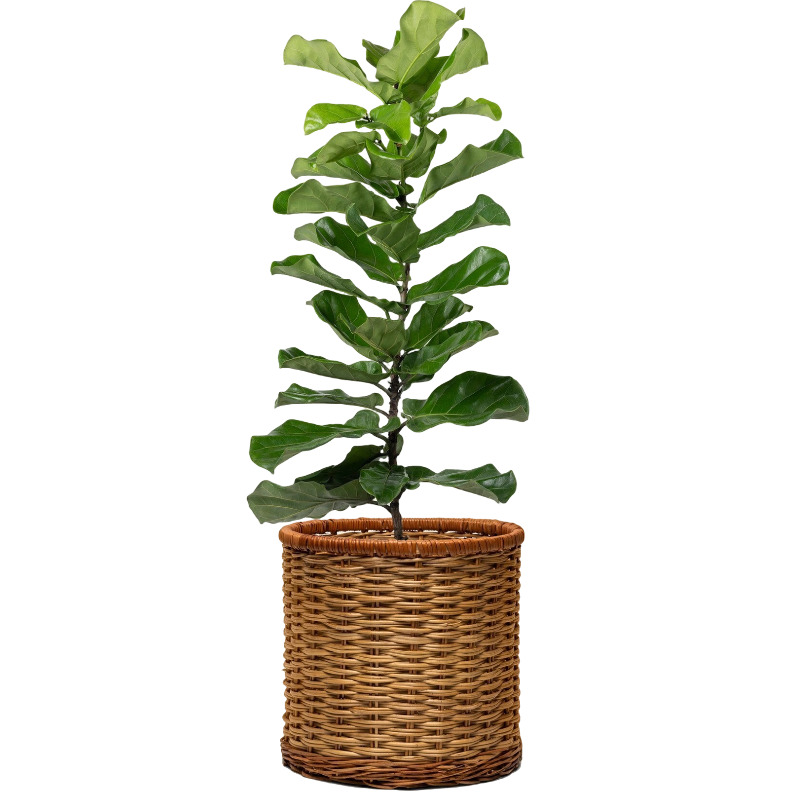 ZZ Plant